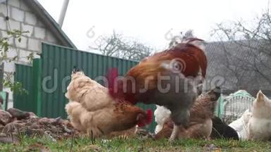 公鸡，鸡，母鸡，公鸡，农场录像。 农场里漂亮的鸡。 鸡舍里的鸡，有机农业